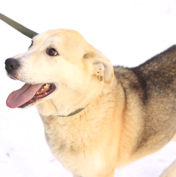 Собаки в добрые руки - Альфа - 1