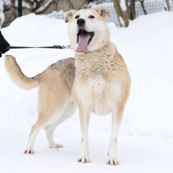 Собаки в добрые руки - Альфа - 2