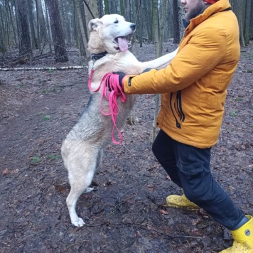 Собаки в добрые руки - Альфа - 3