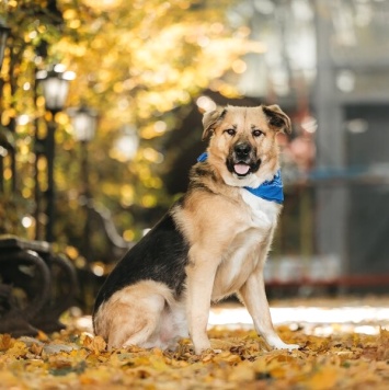 Собаки в добрые руки - Дынька - 1