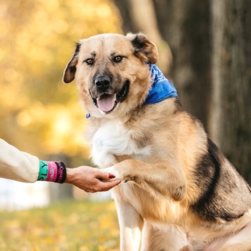 Собаки в добрые руки - Дынька - 2