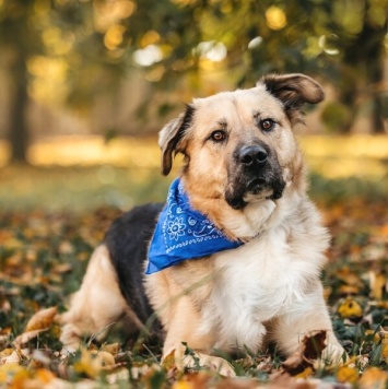 Собаки в добрые руки - Дынька - 4