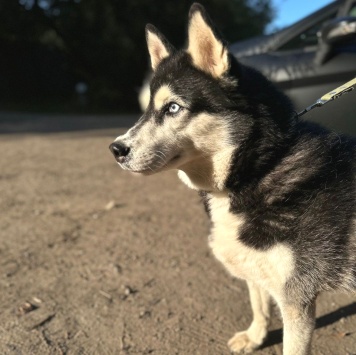 Собаки в добрые руки - Виста