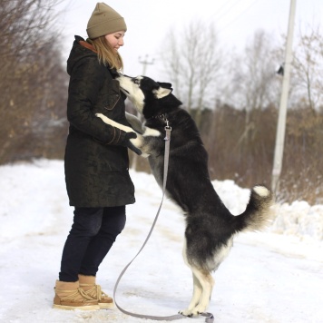 Собаки в добрые руки - Виста - 1