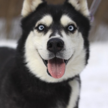 Собаки в добрые руки - Виста - 2