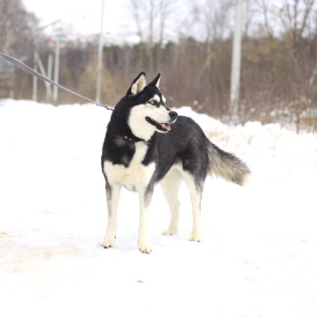Собаки в добрые руки - Виста - 3