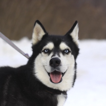 Собаки в добрые руки - Виста - 4