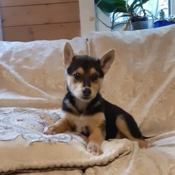 Собаки в добрые руки - Ринго