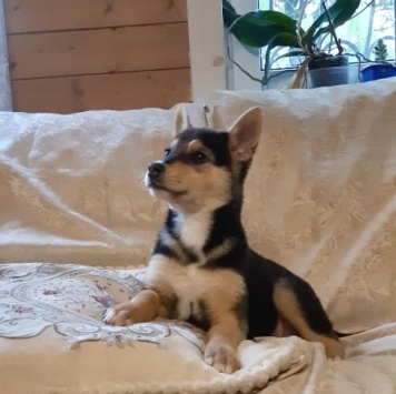 Собаки в добрые руки - Ринго - 1