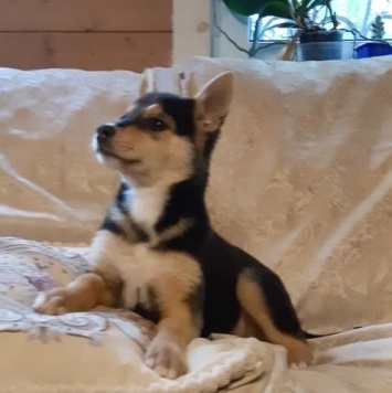 Собаки в добрые руки - Ринго - 2