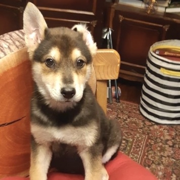 Брут - Собаки в добрые руки