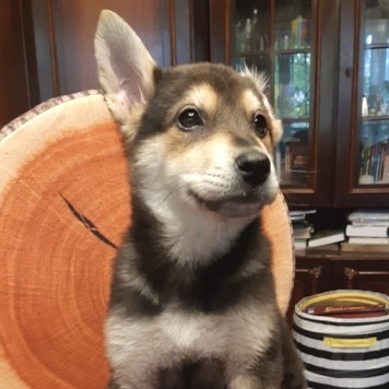 Собаки в добрые руки - Брут - 1