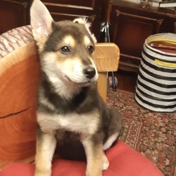 Собаки в добрые руки - Брут - 2