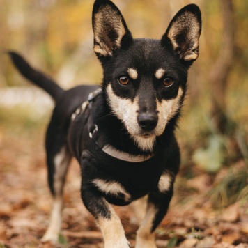Собаки в добрые руки - Ричард - 1