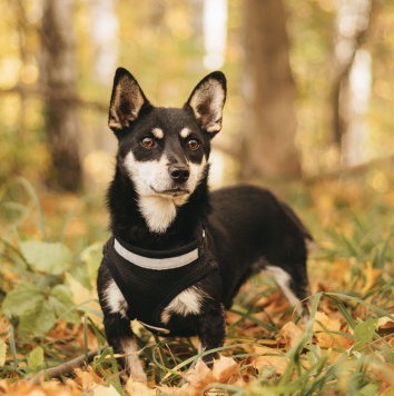 Собаки в добрые руки - Ричард - 3