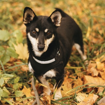 Собаки в добрые руки - Ричард - 4