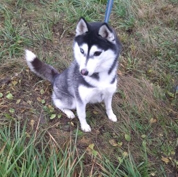 Собаки в добрые руки - Хаски в отлове