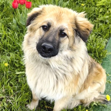 Собаки в добрые руки - Джек