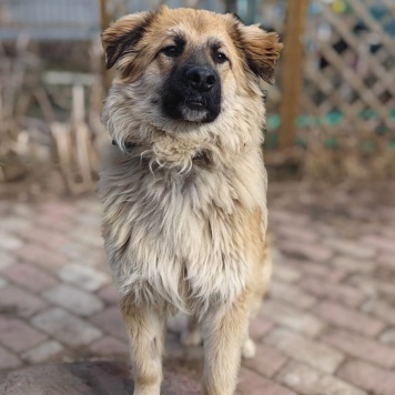 Собаки в добрые руки - Джек - 1