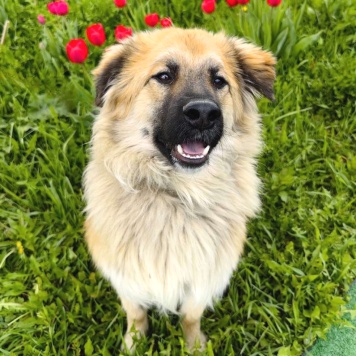 Собаки в добрые руки - Джек - 2