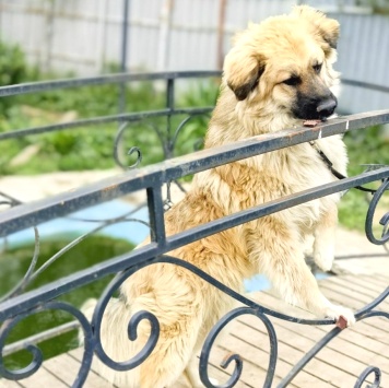 Собаки в добрые руки - Джек - 3