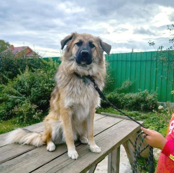 Собаки в добрые руки - Джек - 4