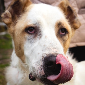 Собаки в добрые руки - Камелия