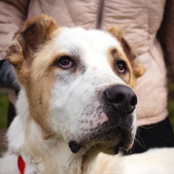 Собаки в добрые руки - Камелия - 1