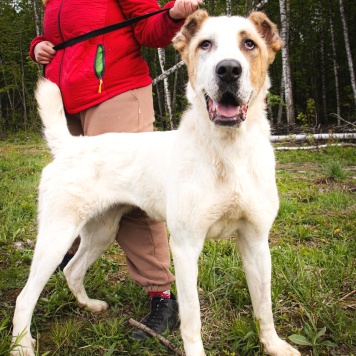 Собаки в добрые руки - Камелия - 2