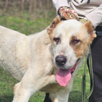 Собаки в добрые руки - Камелия - 3