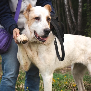 Собаки в добрые руки - Камелия - 4