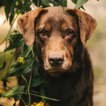 Валико - Собаки в добрые руки