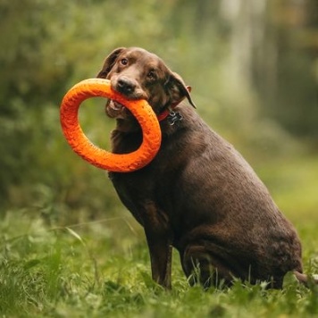 Собаки в добрые руки - Валико - 1
