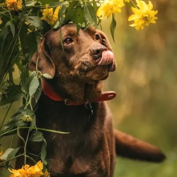 Собаки в добрые руки - Валико - 3
