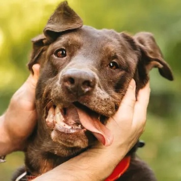 Собаки в добрые руки - Валико - 4