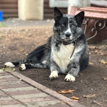 Собаки в добрые руки - Грей