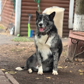 Собаки в добрые руки - Грей - 1