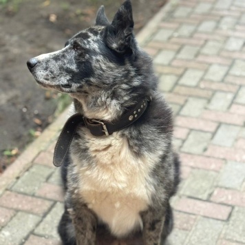 Собаки в добрые руки - Грей - 2