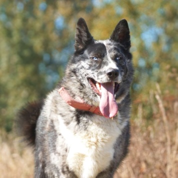 Собаки в добрые руки - Грей - 3