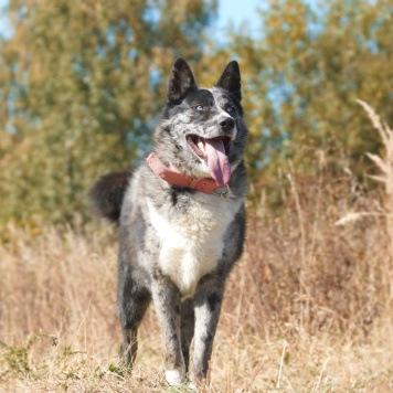 Собаки в добрые руки - Грей - 4