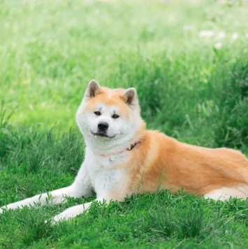 Собаки в добрые руки - Дайрин - 4