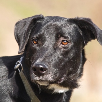 Собаки в добрые руки - Бусинка