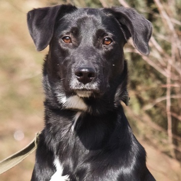 Собаки в добрые руки - Бусинка - 1