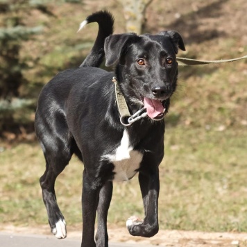 Собаки в добрые руки - Бусинка - 2