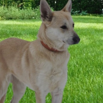 Рада - Собаки в добрые руки