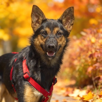 Собаки в добрые руки - Чипа