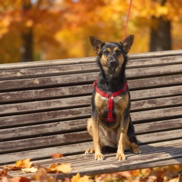 Собаки в добрые руки - Чипа - 4