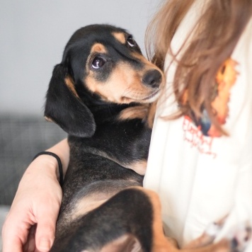 Собаки в добрые руки - Зиппи