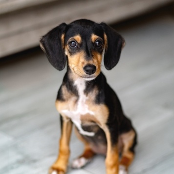 Собаки в добрые руки - Зиппи - 1