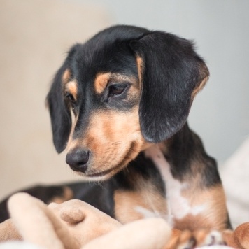 Собаки в добрые руки - Зиппи - 2